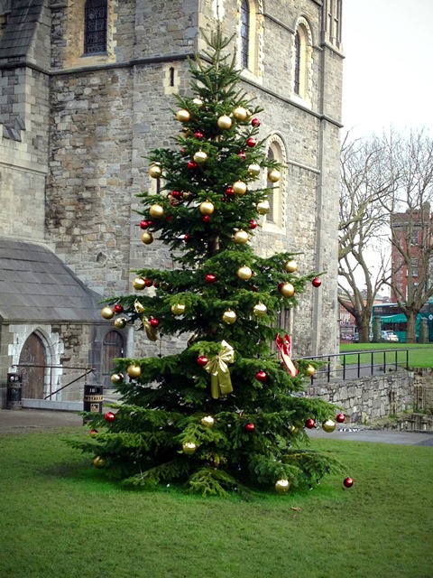 tree at Christ Church in Dublin