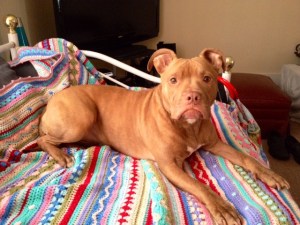 as we go stripey blanket crochet a long